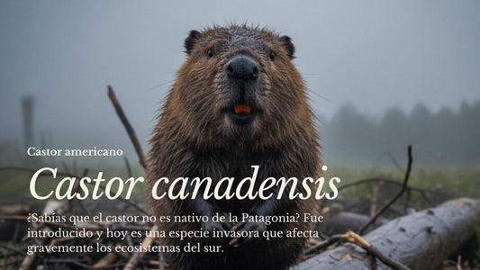 Castores en la Patagonia: cuando una especie introducida se vuelve invasora